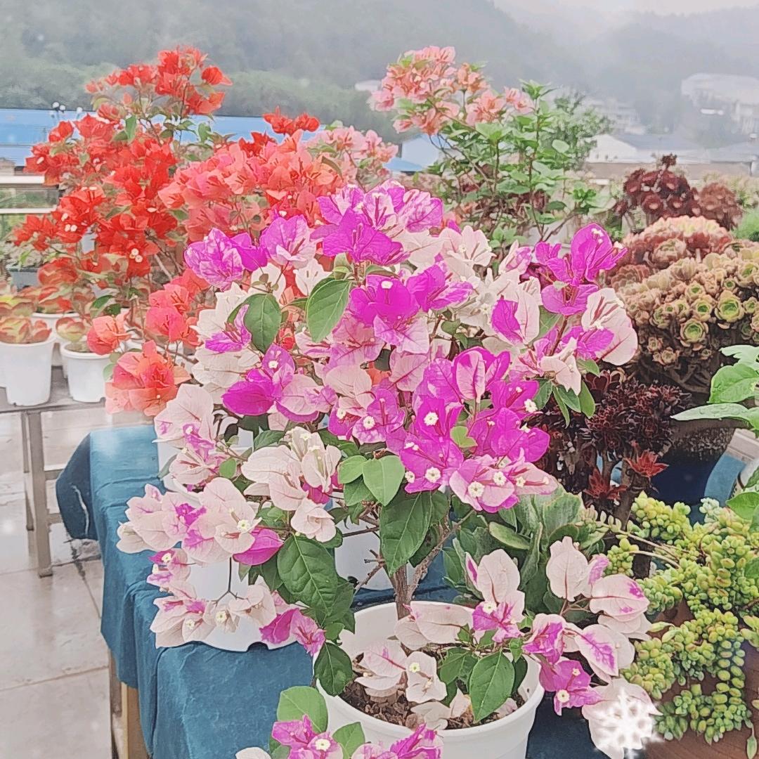 媚娘多肉花园