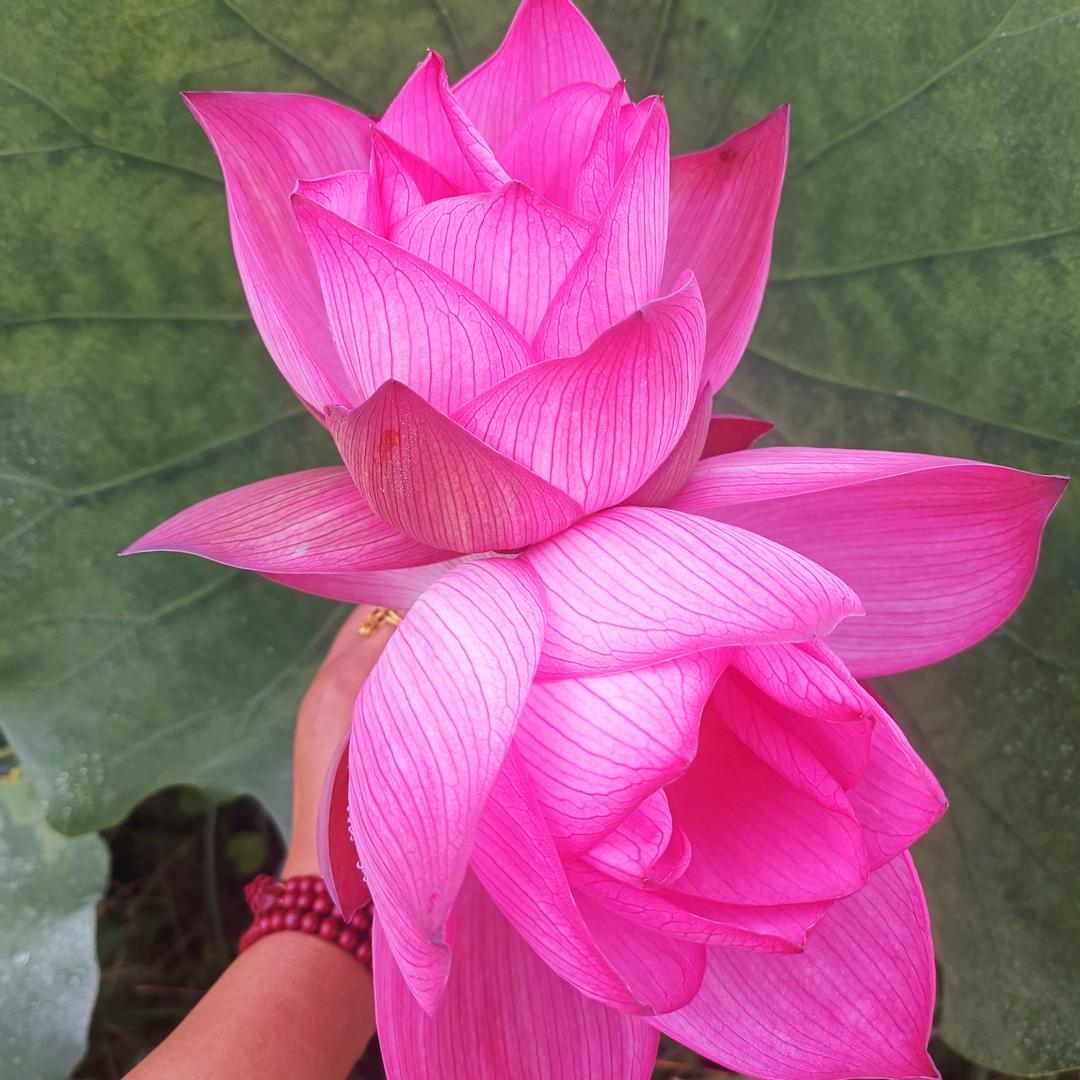 ✨春暖花开