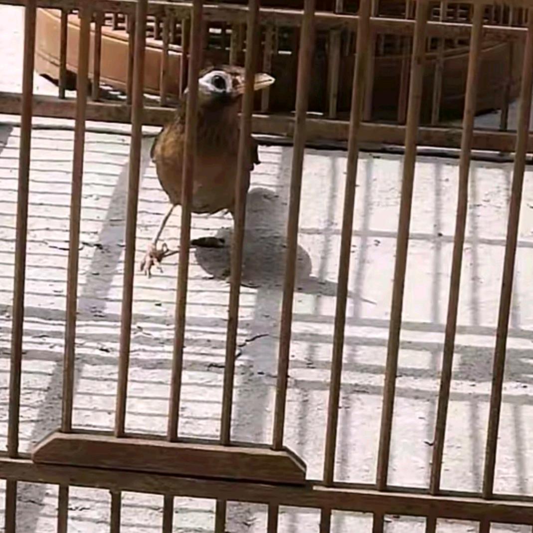 @夏公子《斗鸟传媒》