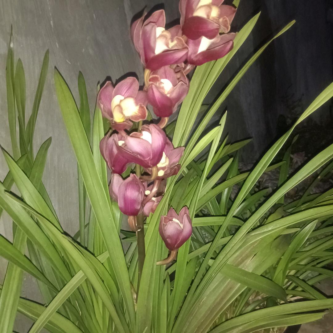 盛开的篮花