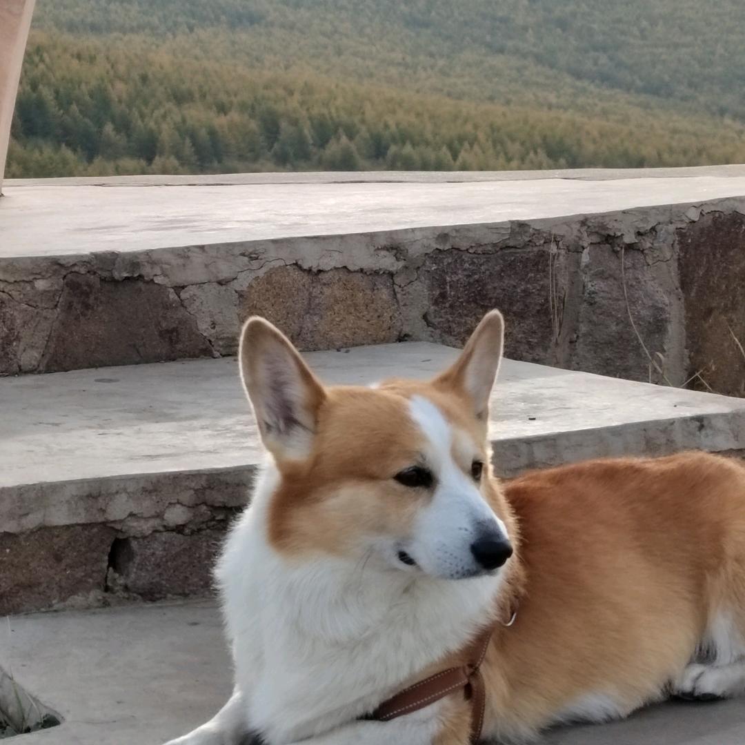 万物生灵（我和我的狗狗）