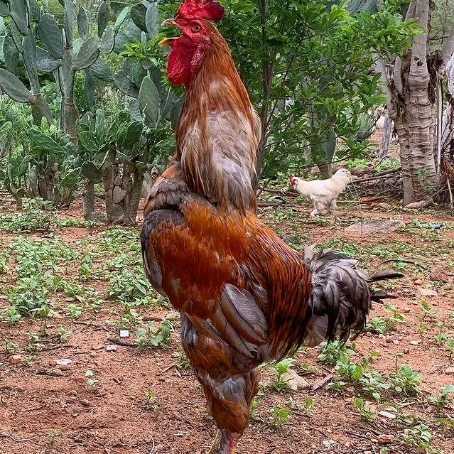 万荣批发鸡鸭鹅
