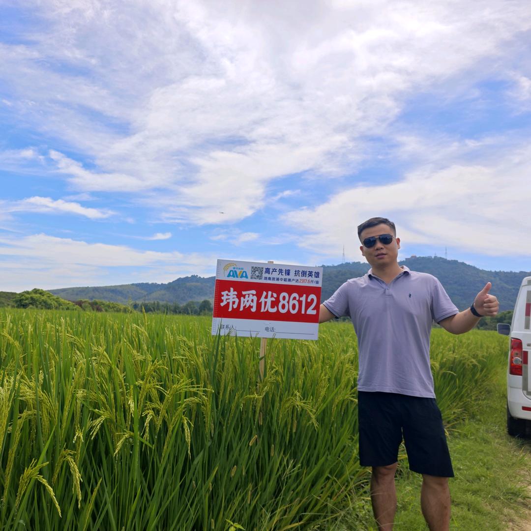段司令说水稻🌾