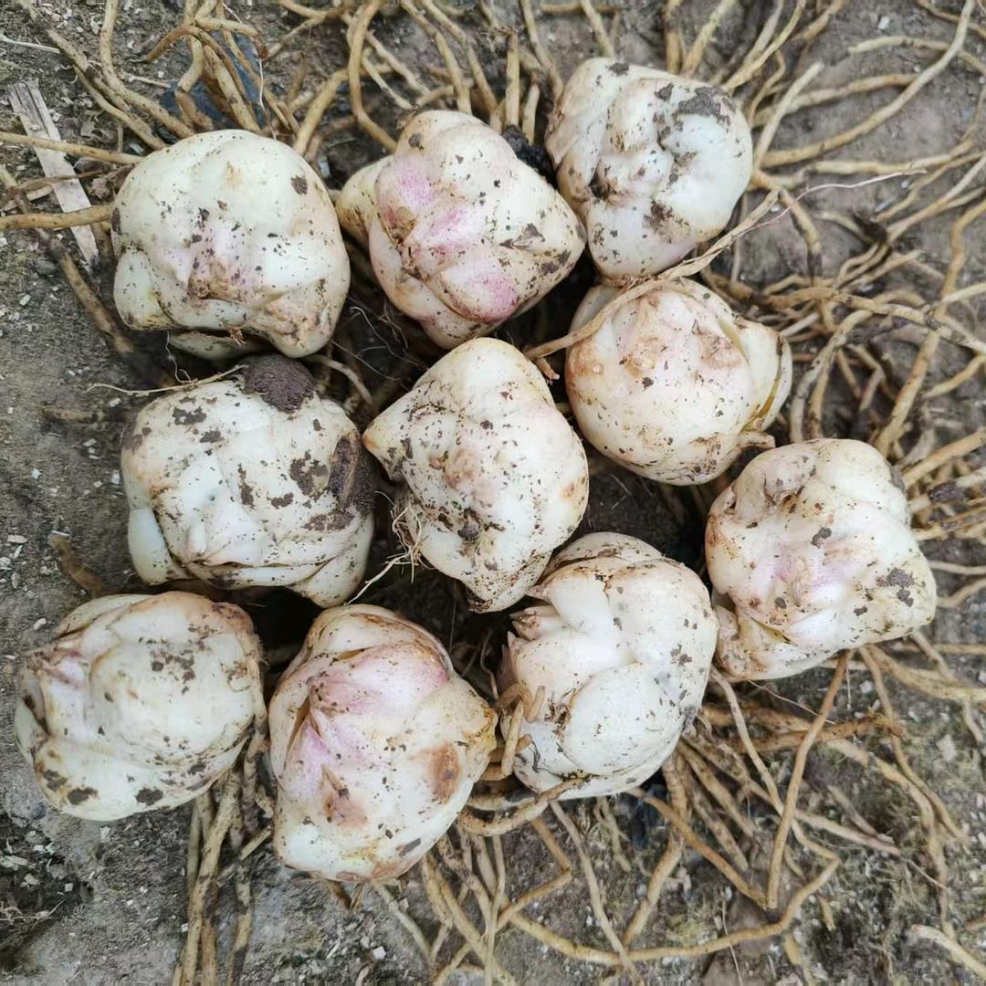 萌萌园艺花卉严选店