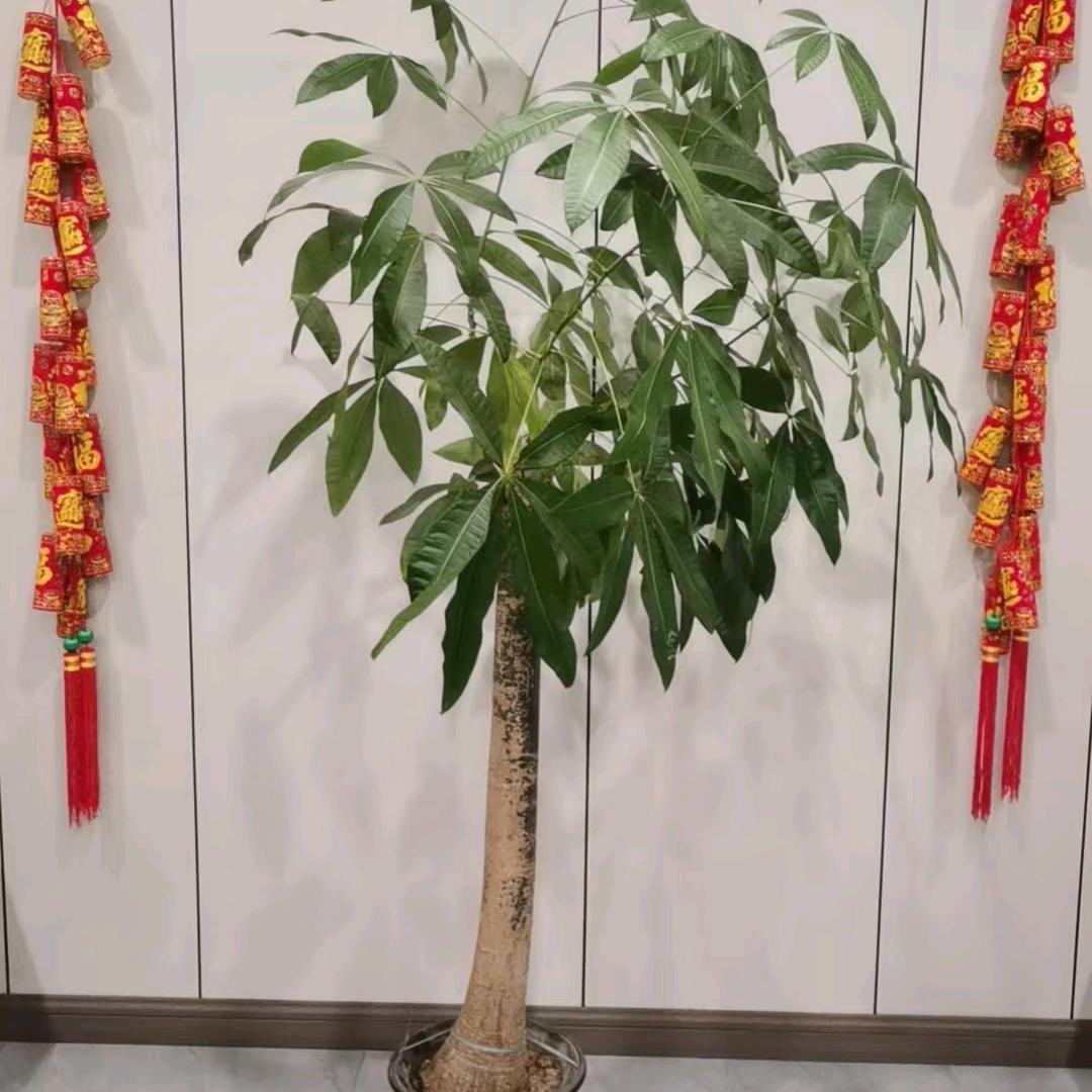 石保印