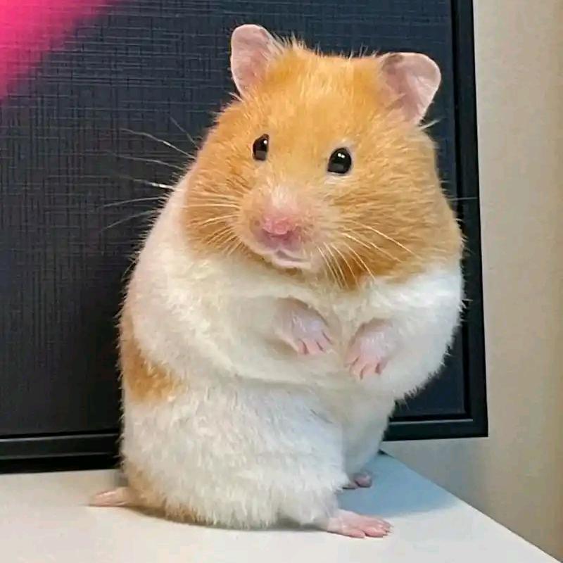 小亩(三角洲行动)