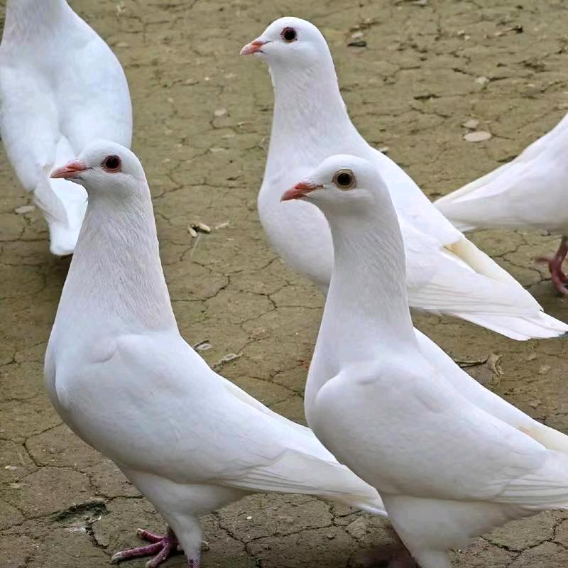 出售白鸽16元一个30只起送30公里内