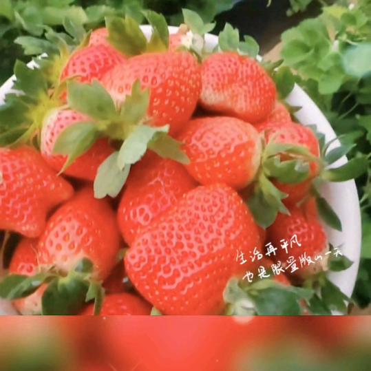 广饶🍓同城配送，异地顺丰直达