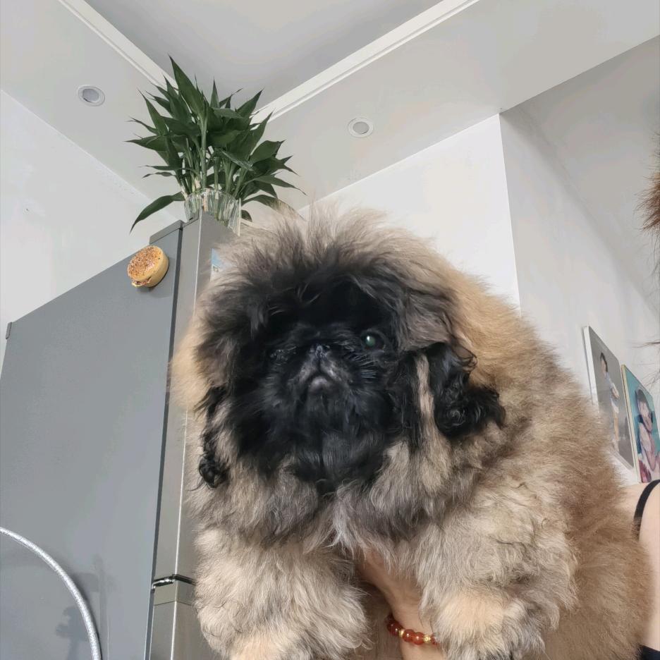 合肥艳子北京犬舍