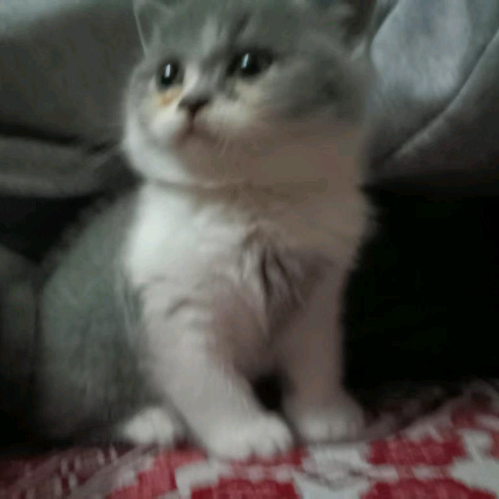 金佛山绿野臻品