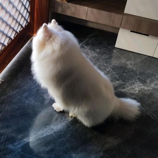 一只大白狗