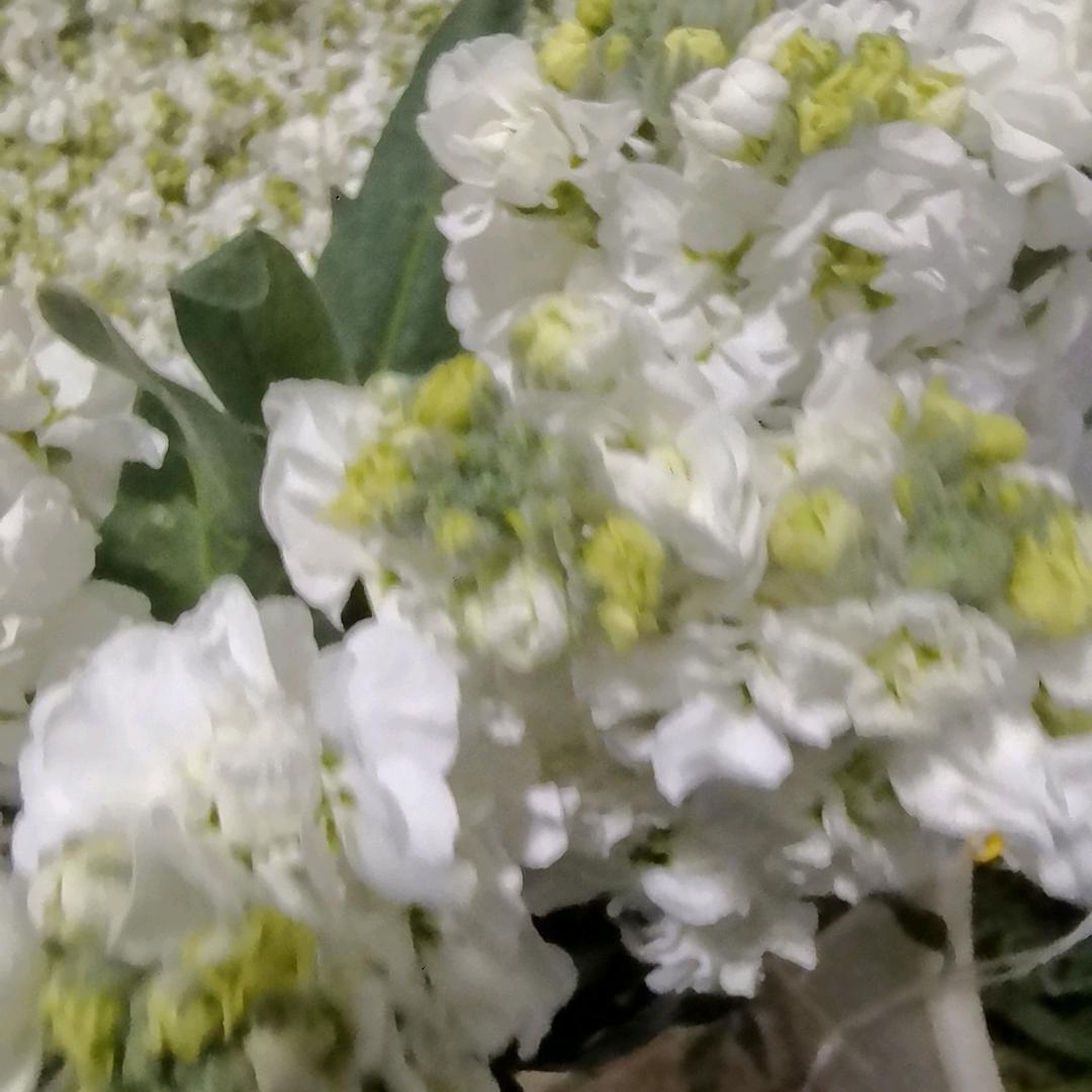 李先生紫罗兰批发