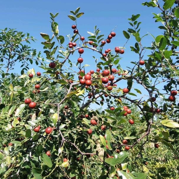 内丘酸枣仁源头店