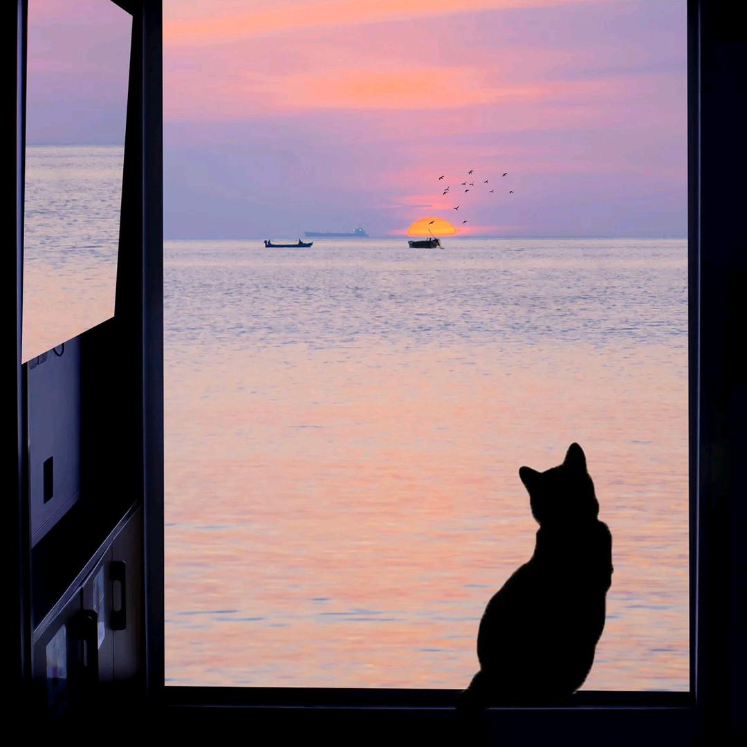 我不是西米西鸡鱼鸡