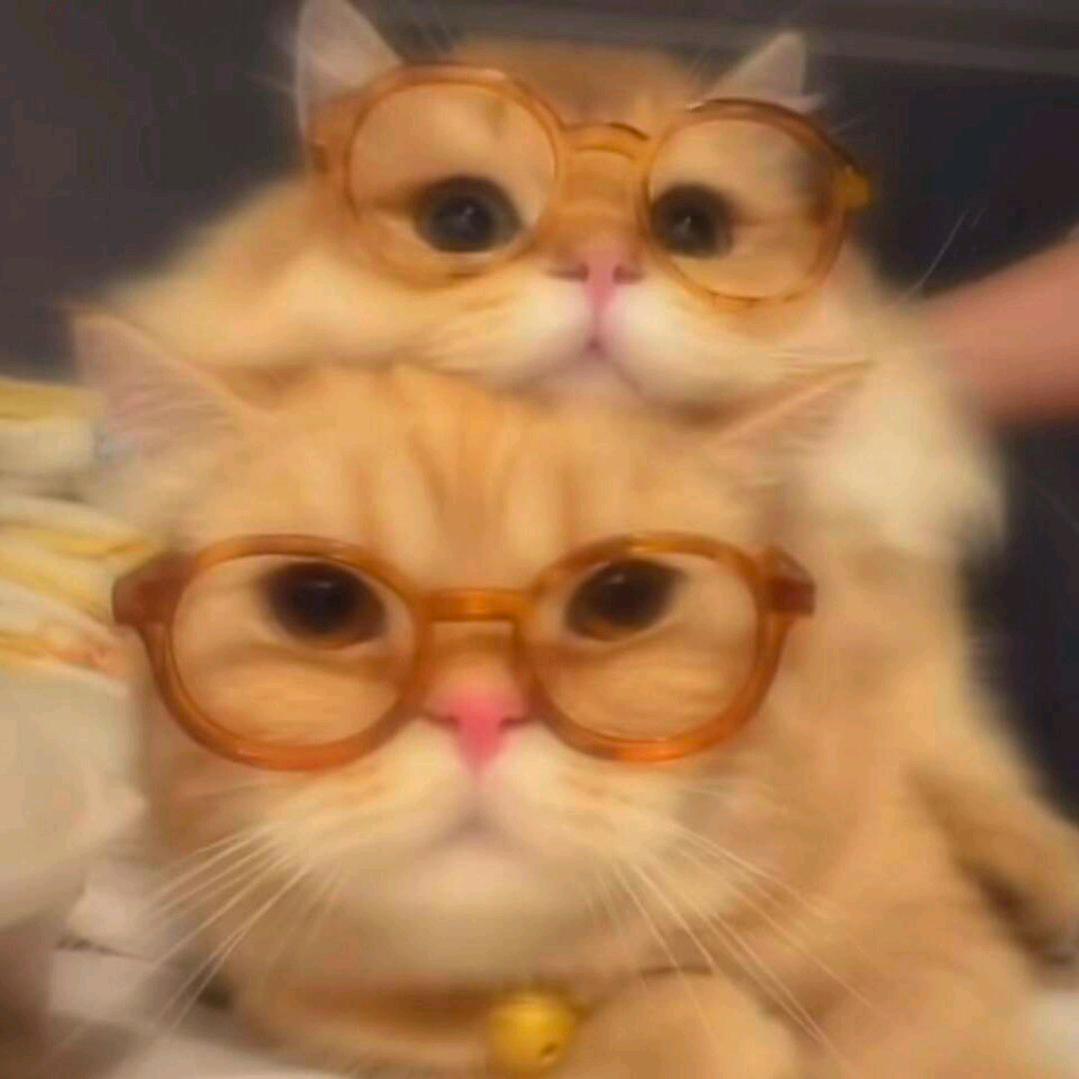 巷子找猫📷XZZM