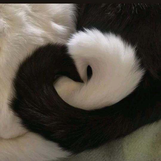 梨以棘枯头像
