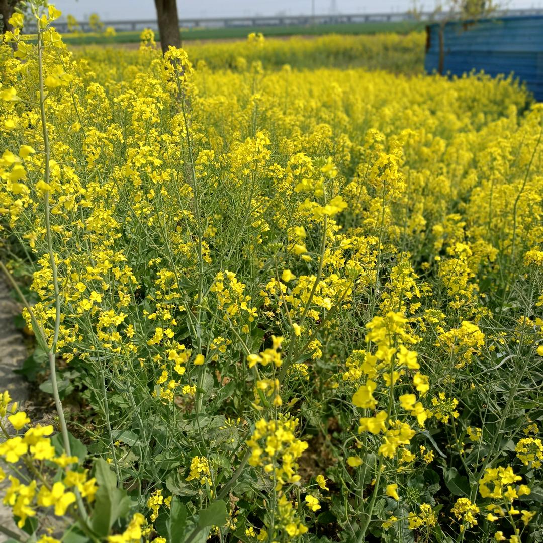 农村大娘下午一点半开播