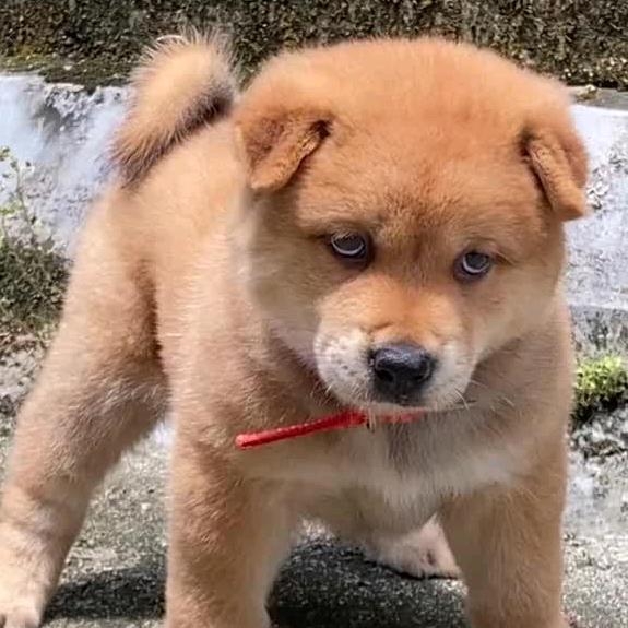 壮乡犬窝