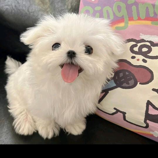 李不言的妳
