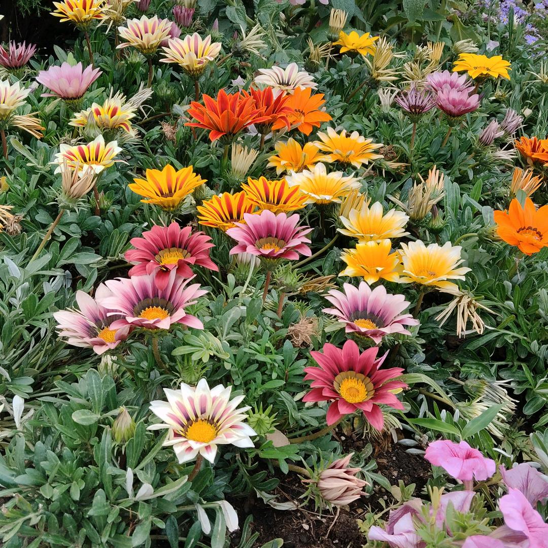 一生所爱🐯🐍🐉