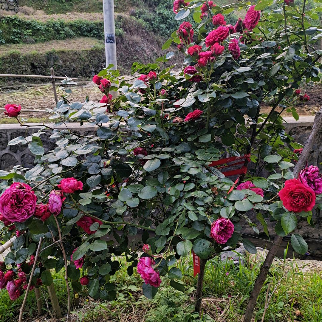 张家好