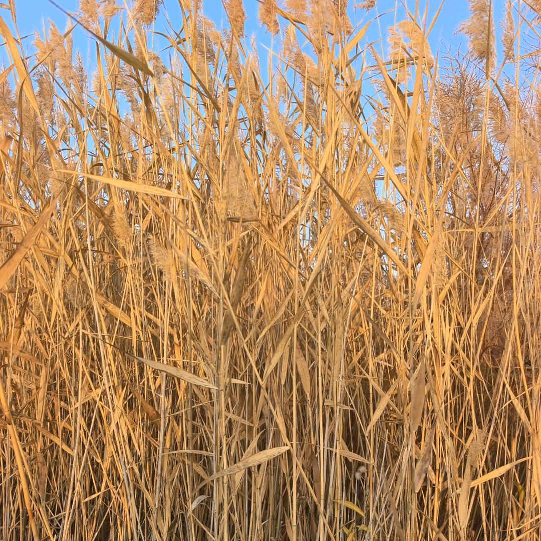 芦苇收割直供服务厂