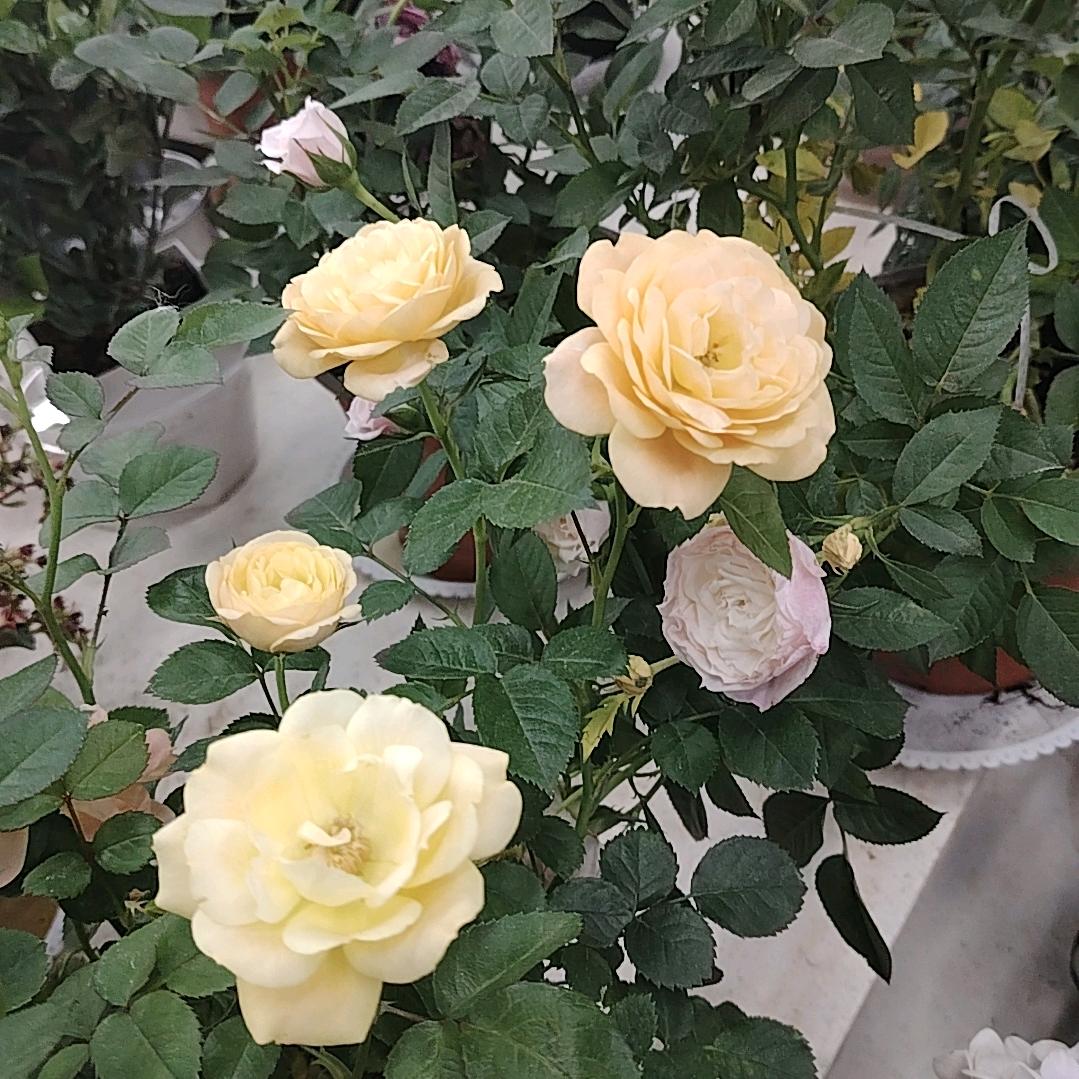 梨园公馆花卉批发市场