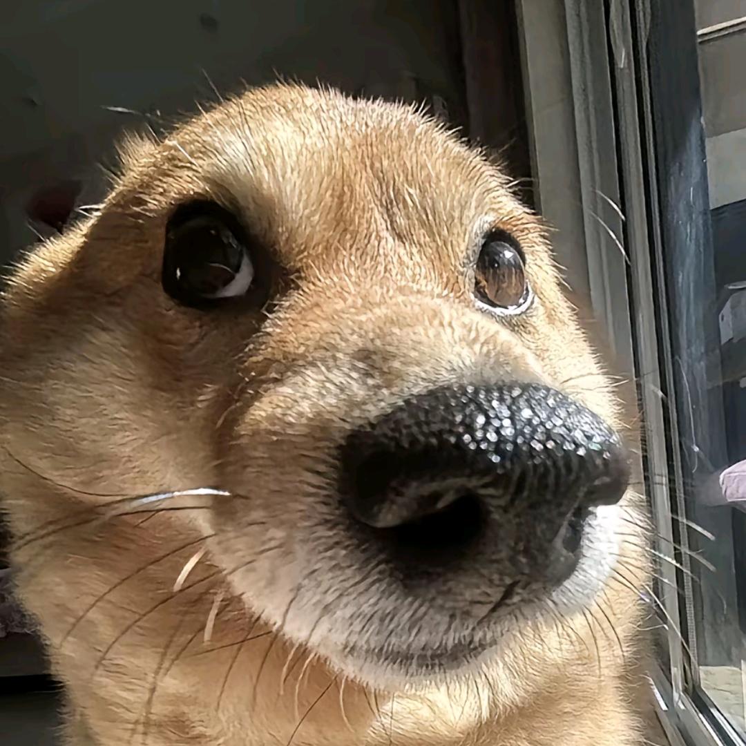 o泡