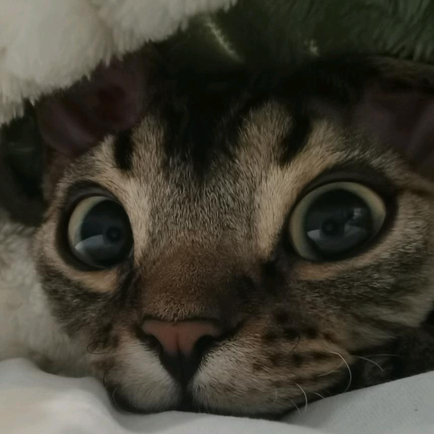 莫怪