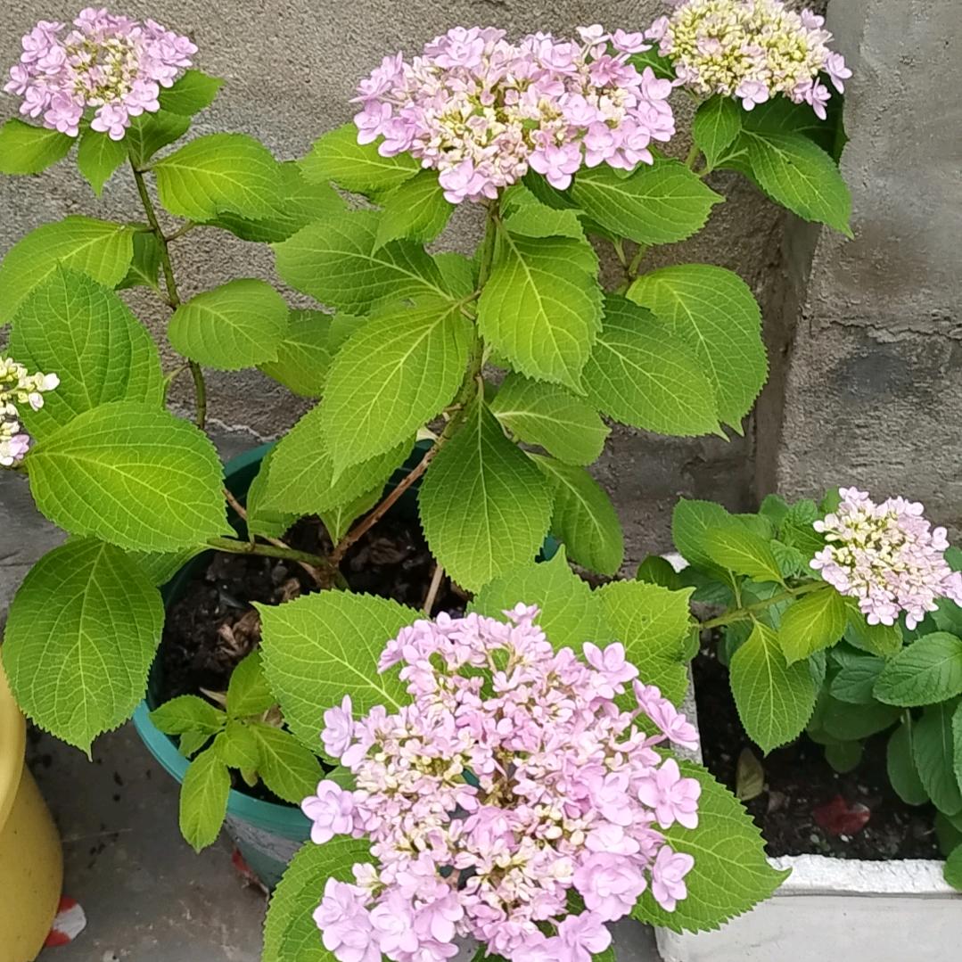 绣球花