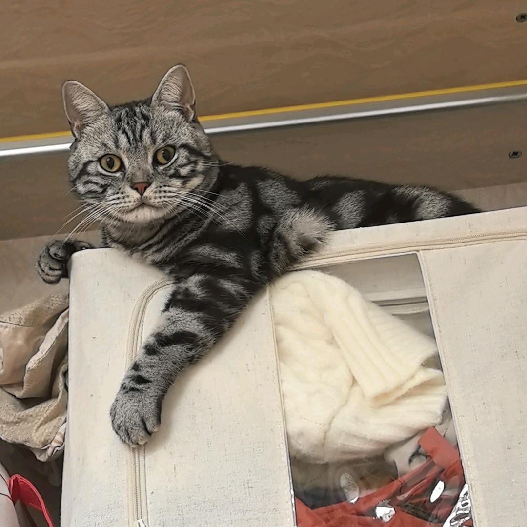 月饼是只猫🐱