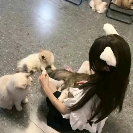 跟王书欣粉丝讲道理比给猪开智都难