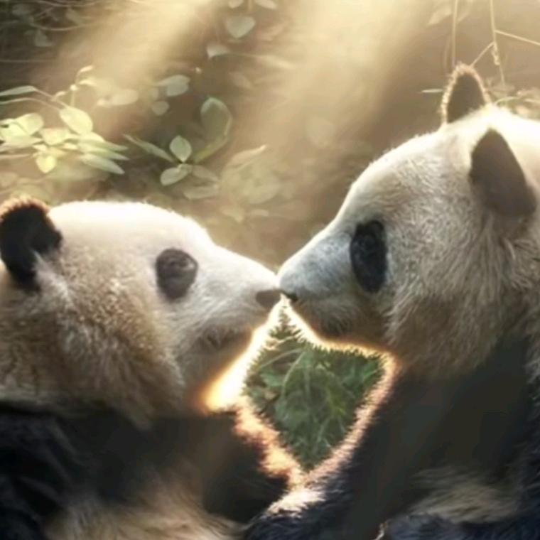 🐷(｢･ω･)｢嘿吴铭