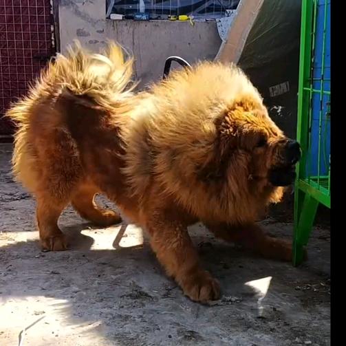 华龙原始藏獒
