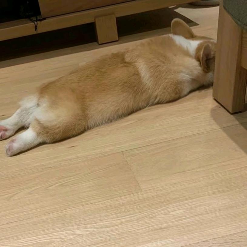 仙陈多