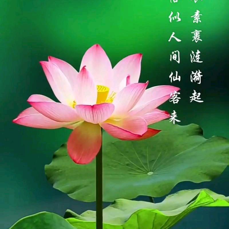 小白花卉