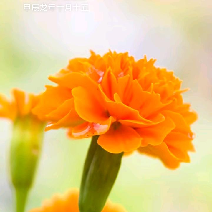 孩他妈