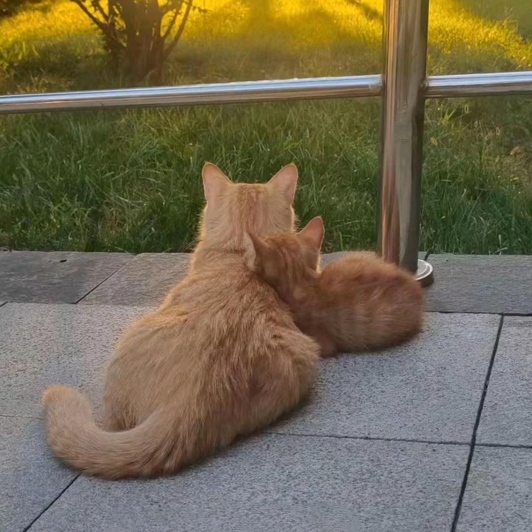 OMO头像