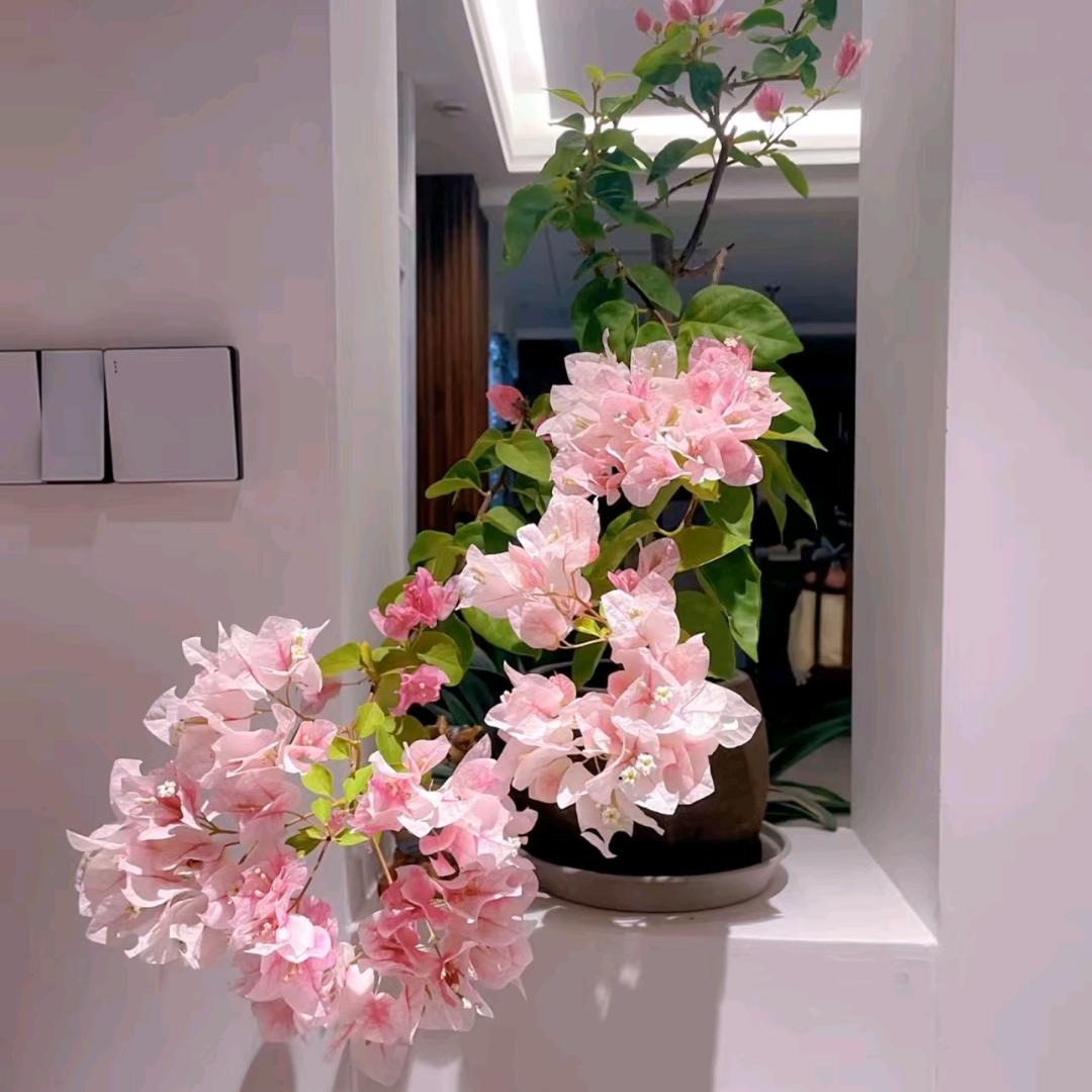 望柳一叶