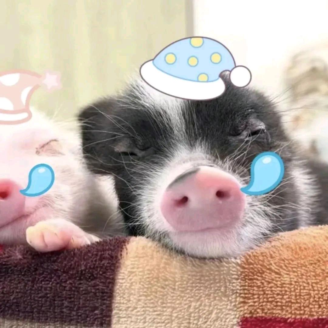 小黑 .ᵏⁱⁿᵍ（想放假版）