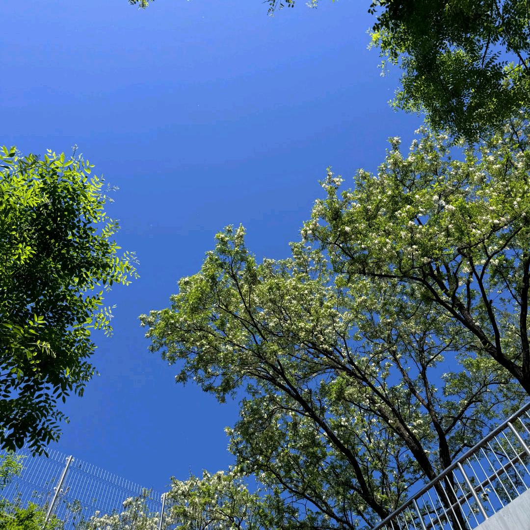 天赐香菱