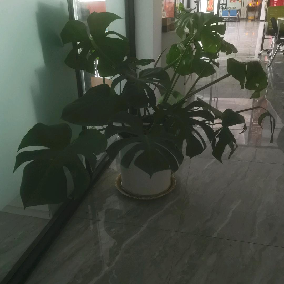 颖颖