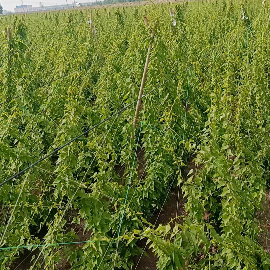 温县温庆农业合作社铁棍山药