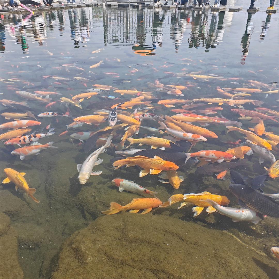 ꧁诸事皆顺꧂