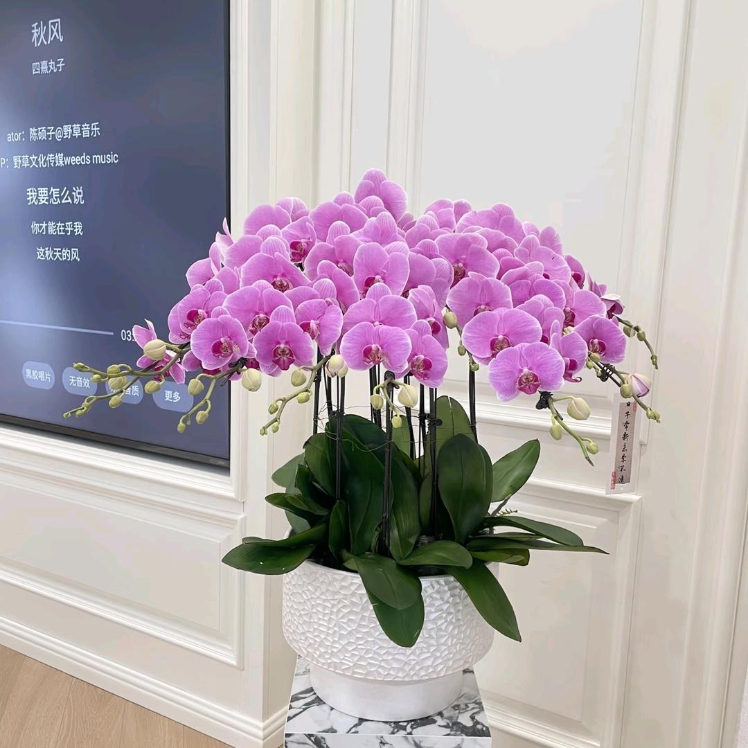 星盛园艺绿植花卉配送到家