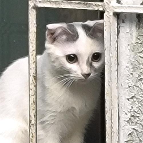 城乡结合部的一匹靓仔