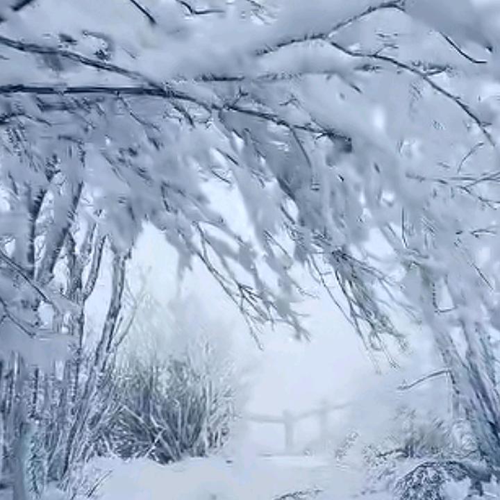 🐛🍁🌺☘️☘️☘️🍀🍀🍀🌺