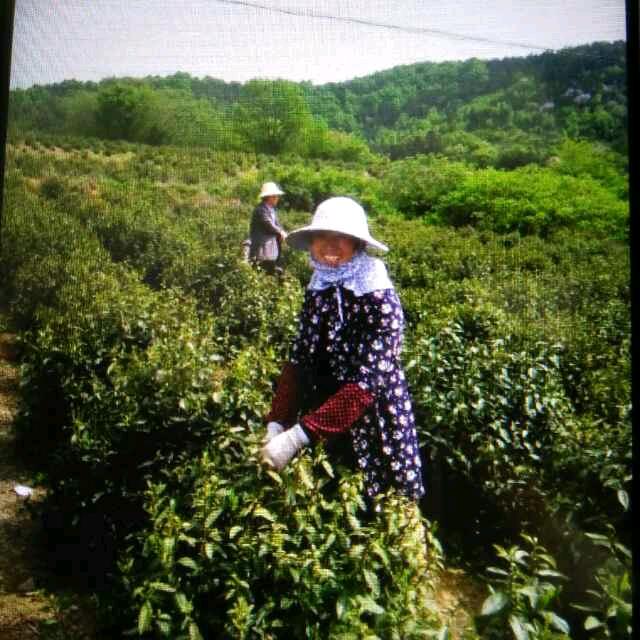 老妈种啥你吃啥