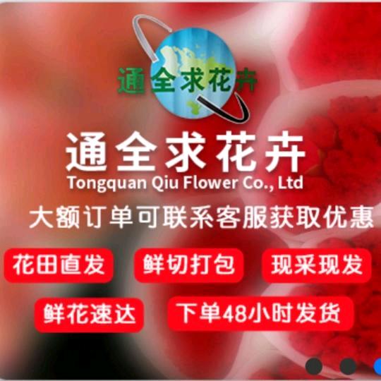云南通全求花卉基地花437206