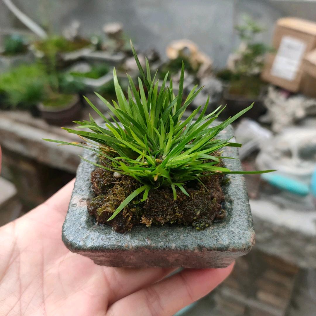 平凡人生{游幺妹}